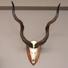 Kudu antilope schädeltrophäe gebraucht kaufen  Nagel