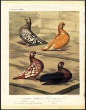 Pigeons print 1870 for sale  Hemet