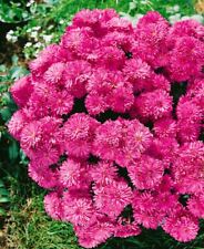 Chrysanthemum hort manito gebraucht kaufen  Westerstede