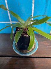 paphiopedilum for sale  Sandpoint