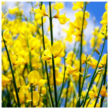 Cytisus praecox allgold for sale  Shipping to Ireland