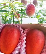 Usado, MIYAZAKI JAPONÉS Injertado Muy Raro MANGO Árbol 3 Gal Maceta Envío UPS Noche segunda mano  Embacar hacia Argentina