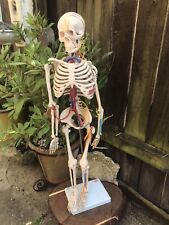 medical skeleton for sale  PETERBOROUGH