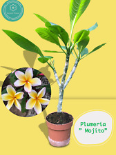 Frangipani plumeria gelb gebraucht kaufen  Mannheim