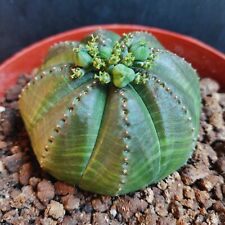Euphorbia obesa female usato  Trapani