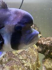 Frontosa fish full for sale  BRISTOL
