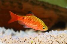 Rosy barb tropical for sale  BIRMINGHAM