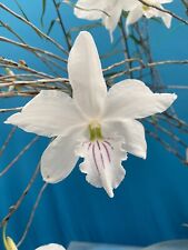 Dendrobium papilio white for sale  San Francisco