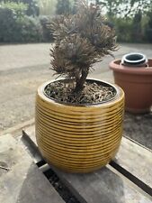 succulent pot for sale  PETERBOROUGH
