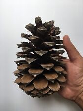 Giant pine cones for sale  NOTTINGHAM