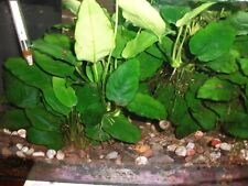 Wasserpflanzen aquariumpflanze gebraucht kaufen  Melverode,-Stöckheim
