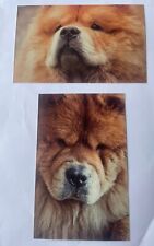 Different chow chow for sale  Harrison