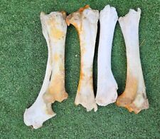Large horse bones for sale  PLYMOUTH