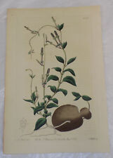 1822 COLOR Floral Print by Edwards/CAPE CEROPEGIA, or, CEROPEGIA AFRICANA for sale  Shipping to South Africa