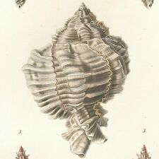 1834 Exquisite Shell Stipple-Engraving from Kiener's Coquilles MUREXE Pl. 39, used for sale  Shipping to South Africa
