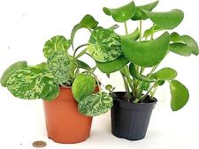 Pilea peperomioides mojito for sale  Shipping to Ireland