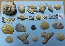 Lot gastéropodes fossiles d'occasion  Breuil-le-Sec