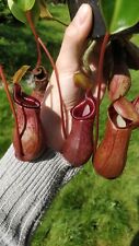 Nepenthes ventricose trusmadie for sale  Shipping to Ireland