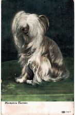 Yorkshire terrier 1911 d'occasion  Expédié en Belgium
