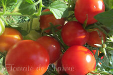 Graines tomate miracle d'occasion  Poisy