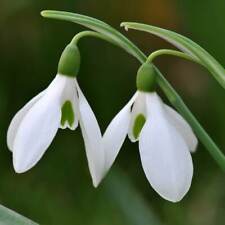 Galanthus nivalis size for sale  MANCHESTER