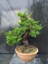 Bonsai juniperus chinensis usato  Montevarchi