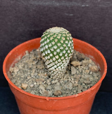 Strombocactus disciphormis for sale  Shipping to United Kingdom