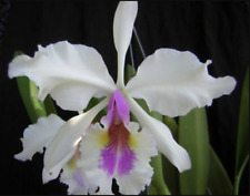 Espèce orchidée cattleya d'occasion  Paris XV