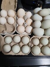 Fertile duck eggs for sale  STOCKTON-ON-TEES