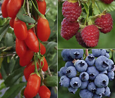 Bio beeren 3er gebraucht kaufen  Rain