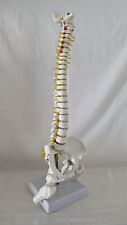 human skeleton for sale  DUNDEE