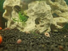 Pearl pink ramshorn for sale  CARDIFF