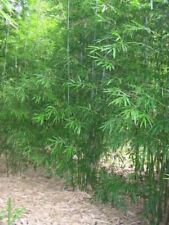 Graceful bamboo bambusa for sale  Hawthorne