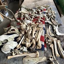 roe deer skull for sale  SOUTHAMPTON