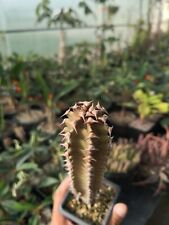 Euphorbia canariensis live for sale  Shipping to Ireland