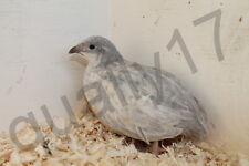 Chinese painted quail for sale  LEIGH