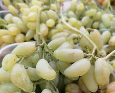 Pianta uva italia usato  Maddaloni