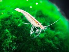 Small bamboo shrimp for sale  Indianapolis