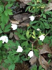 Wild wood anemone for sale  ORPINGTON