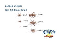 225 crickets banded for sale  SHEFFIELD