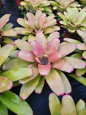 Bromeliad Neoregelia Yellow Devil Full Sun for sale  Shipping to South Africa