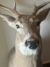 Replica whitetail deer for sale  Tucson