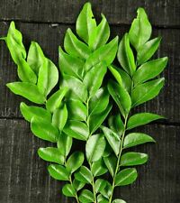 Indian curry leaves for sale  Pompano Beach