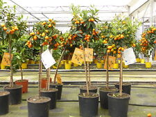 Kumquat zwergorange fortunella gebraucht kaufen  Goch