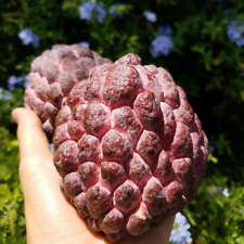 Red sugar apple for sale  USA