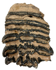 Wooly mammoth tooth for sale  HOUNSLOW