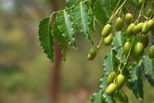 Neem tree seeds for sale  Russell