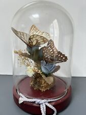 Butterflies glass dome for sale  BRISTOL