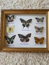 BOXED TAXIDERMY DISPLAY FRAMED COLLECTION 8 BUTTERFLIES  REAL SPECIMENS for sale  Shipping to South Africa