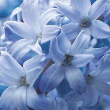 Hyacinthus orientalis blue for sale  Hollister